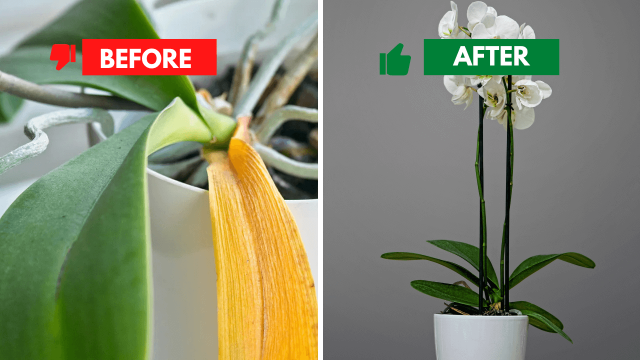 Before and after comparison of a Dieffenbachia plant; left shows yellowing leaves caused by common Dieffenbachia problems, right displays healthy foliage.