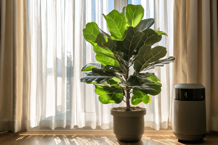 Healthy Fiddle Leaf Fig in a well-lit room with sheer curtains, a humidifier nearby, and a pot with fresh soil.
