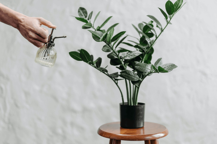 A hand misting a ZZ plant in a black pot on a wooden stool, set against a light-textured background.