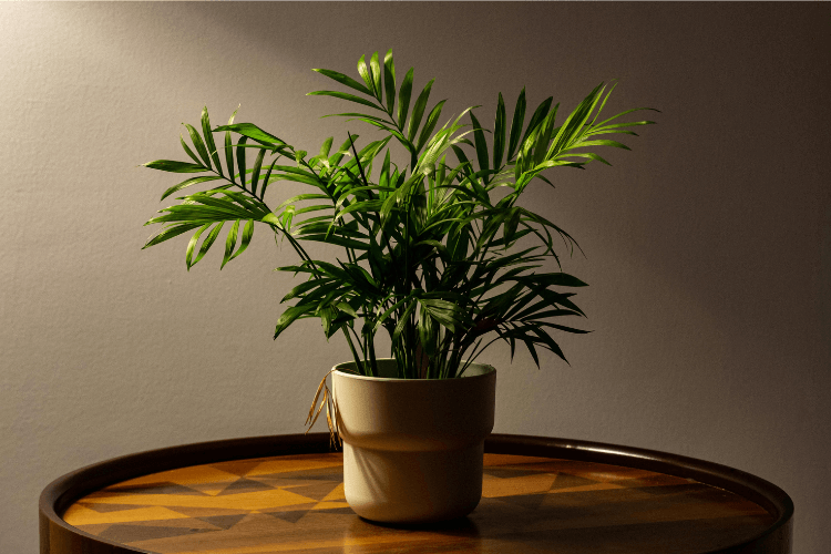 A lush green parlor palm plant in a cream ceramic pot placed on a wooden table under warm indoor lighting, creating a cozy atmosphere.