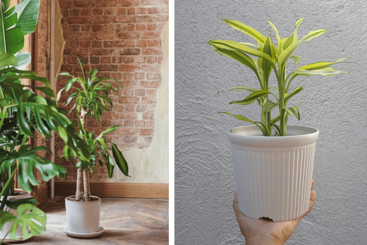 Two vibrant Dracaena plants in white pots, one tall in a cozy brick-walled room and the other handheld against a textured gray background.