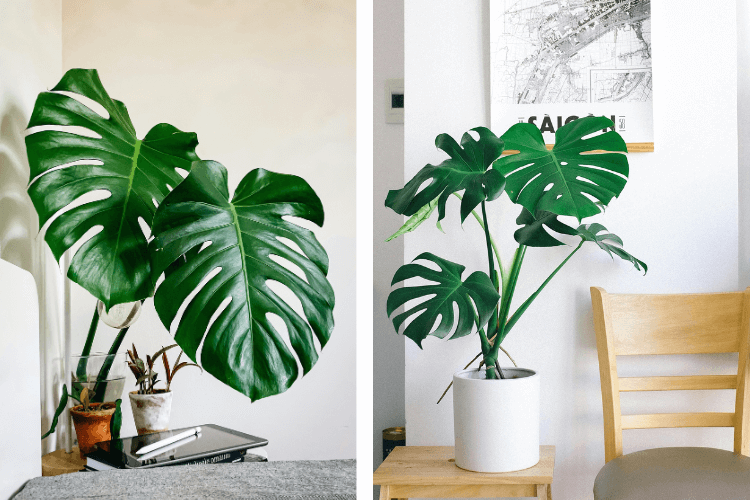 Two Monstera Deliciosa plants in bright interiors: one on a tray table with smaller plants and another on a wooden stool beside a chair.