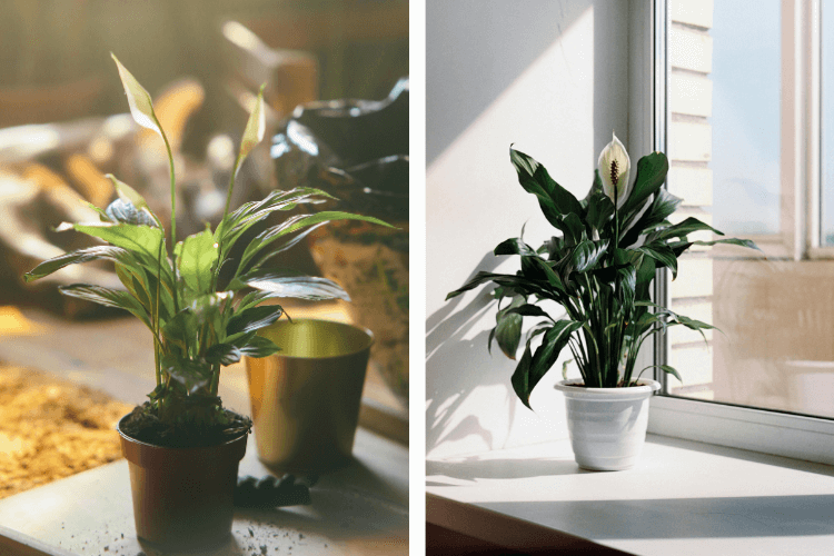 A Peace Lily (Spathiphyllum) with vibrant white blooms and glossy green leaves in a modern white pot against a neutral background.