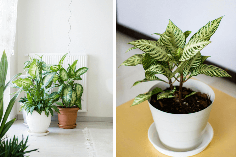 Two Dieffenbachia (Dumb Cane) plants in white and terracotta pots, placed indoors with bright indirect light.