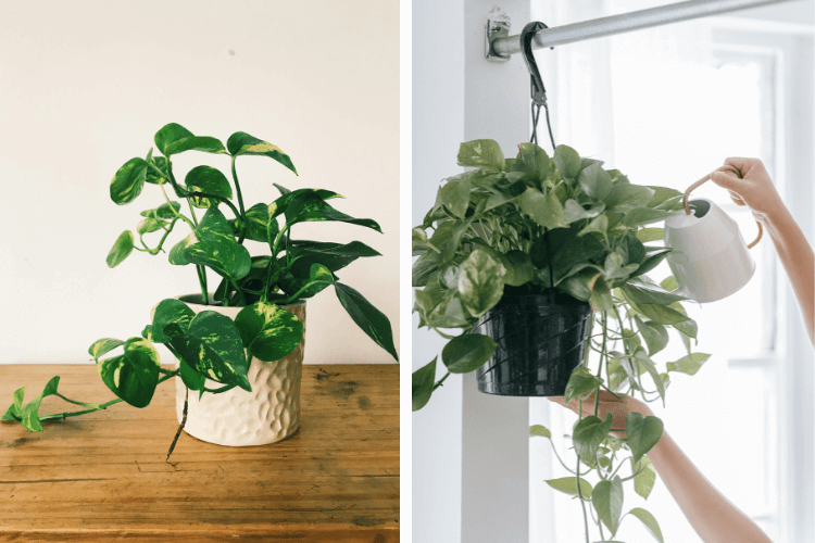 Two Pothos (Epipremnum aureum) plants: one in a white pot on a wooden surface and one hanging in a black pot being watered.