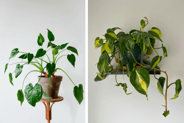 Two Philodendron Heartleaf plants: one in a terracotta pot on a stand and another with variegated leaves in a green pot on a wall shelf.