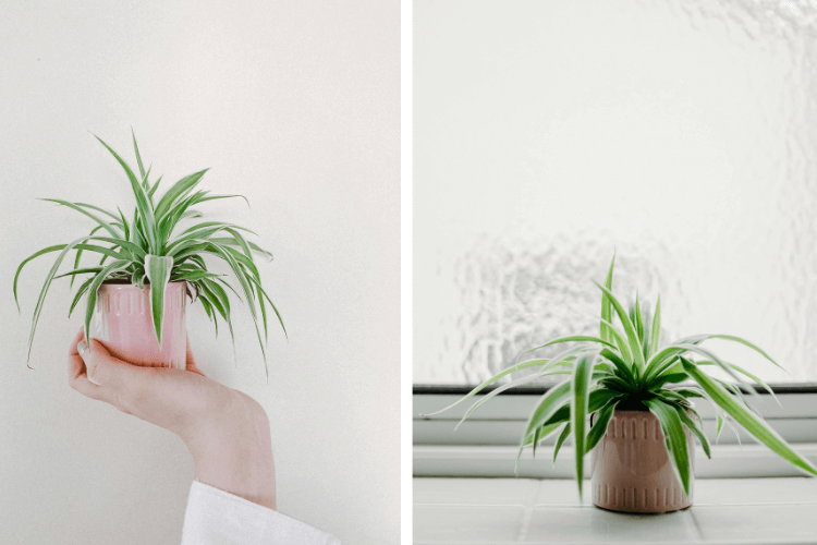 A small spider plant (Chlorophytum comosum) in a pink pot held in a hand and placed on a windowsill with natural light.

