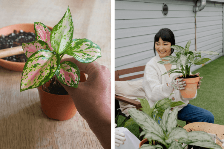 Close-up of a Chinese Evergreen (Aglaonema) with pink-and-green leaves in a pot, alongside a person holding a larger Aglaonema outdoors.