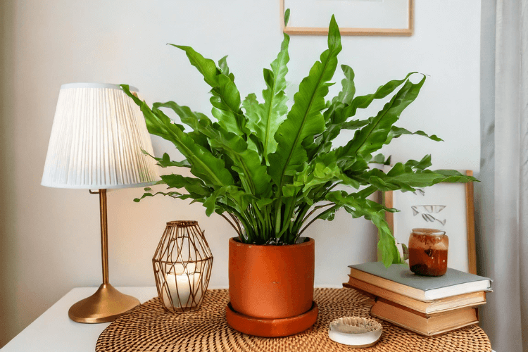 A vibrant Bird’s Nest Fern (Asplenium nidus) in a terracotta pot on a white wicker table, surrounded by books, a candle, and a brass lamp.