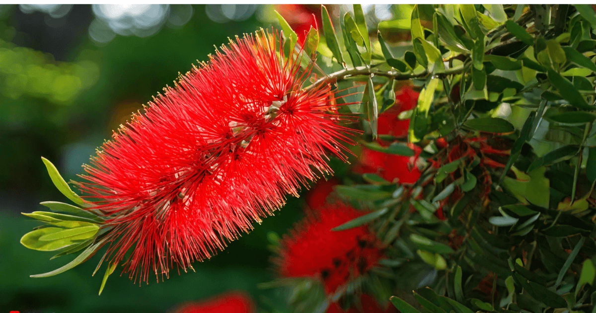 Vibrant Bottle Brush Plant with red brush-like flowers and lush green foliage, set in a well-kept garden for a stunning visual.