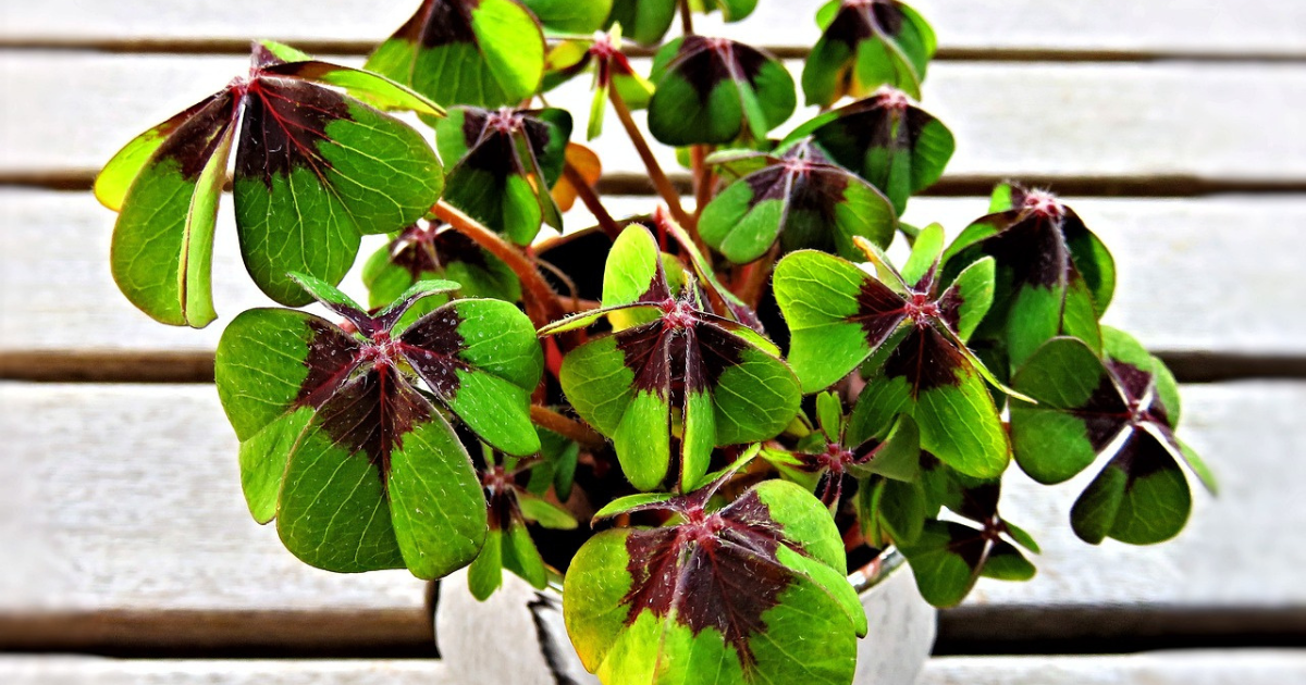 Four Leaf Clover Plant