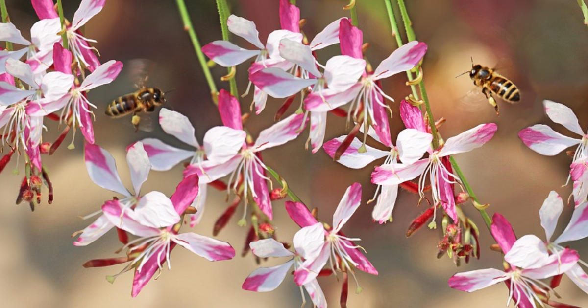 Gaura Plant