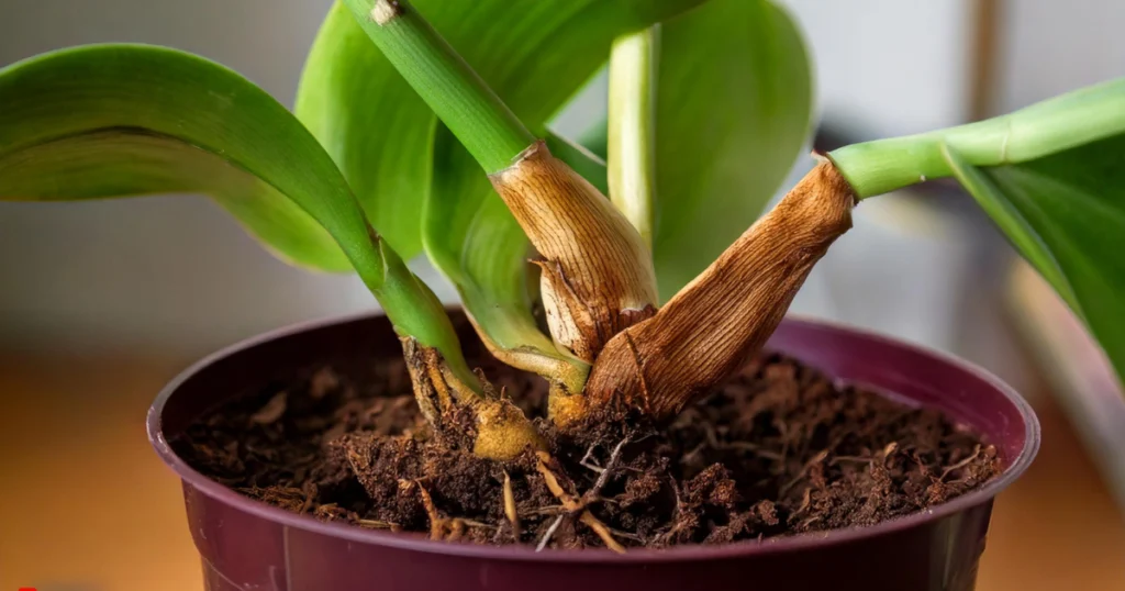 Orchid Stem Turning Brown