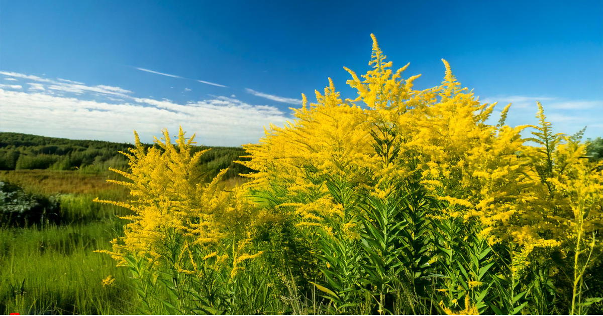 Showy Goldenrod