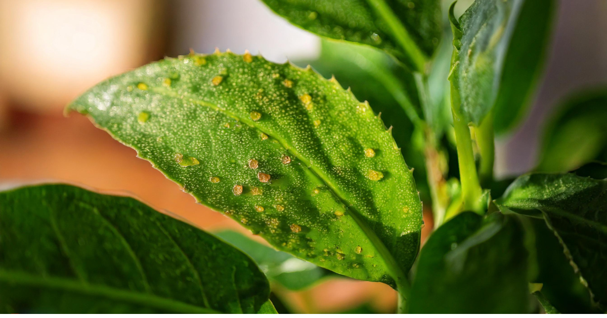 aphids on indoor plants