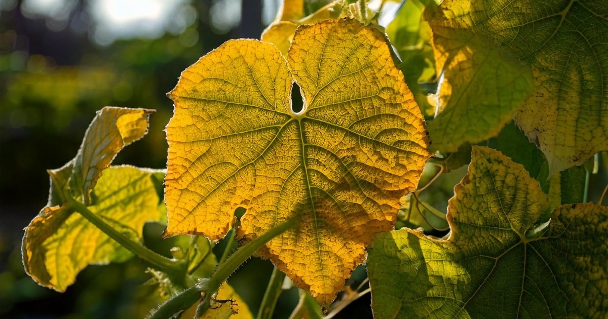 Cucumber leaves turning yellow