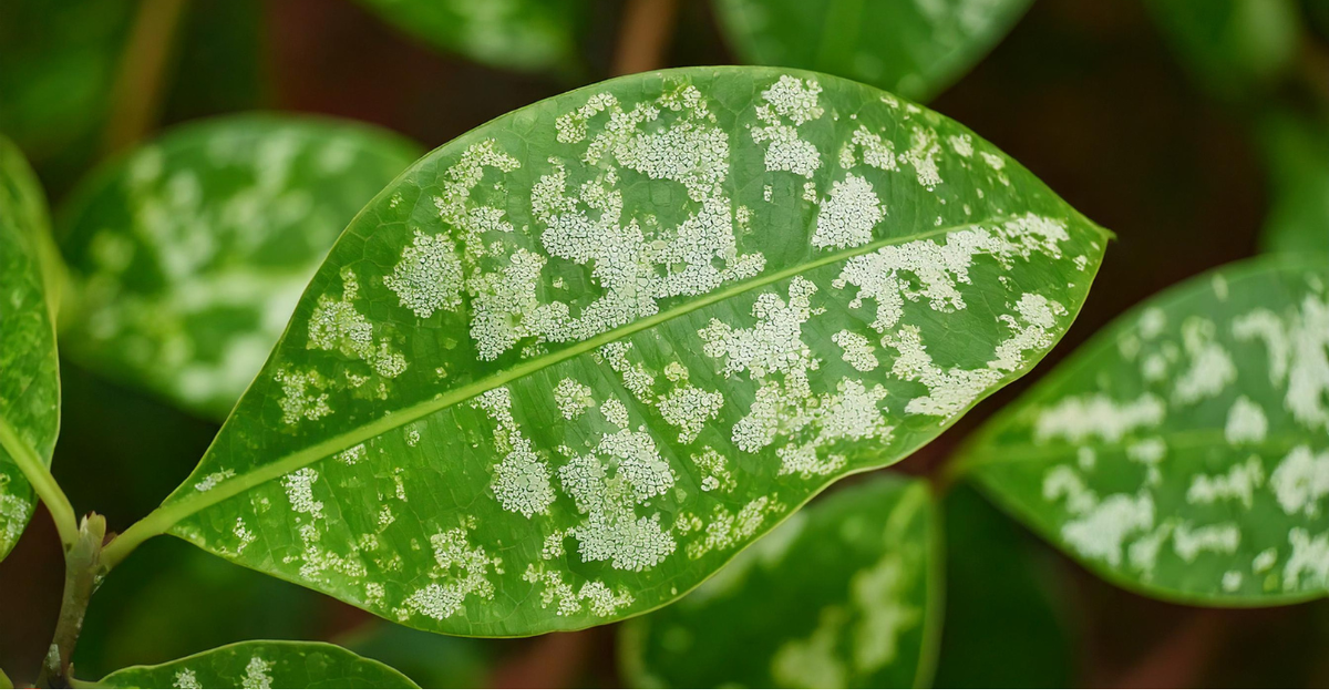 white spots on plant leaves