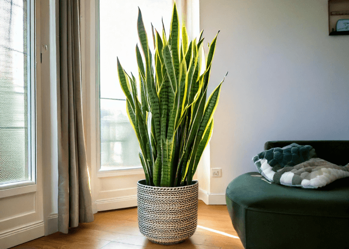 A healthy Snake Plant (Sansevieria) in a minimalist pot, sitting in a bright living room corner, symbolizing clean air and easy maintenance.