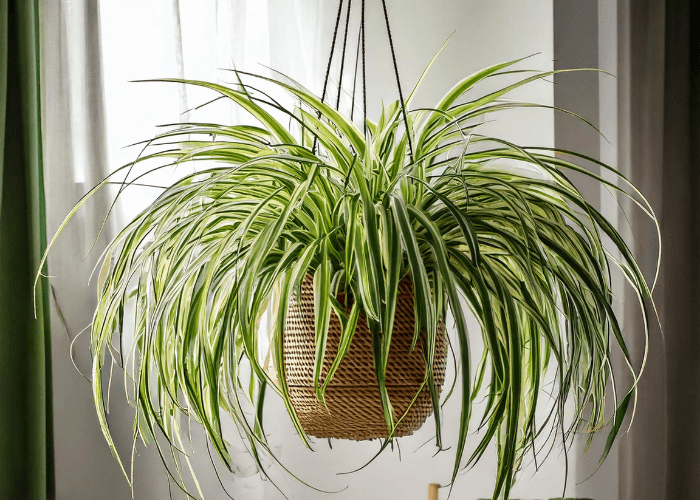 A healthy Spider Plant (Chlorophytum comosum) with cascading green and white striped leaves, hanging in a bright living room with natural light.