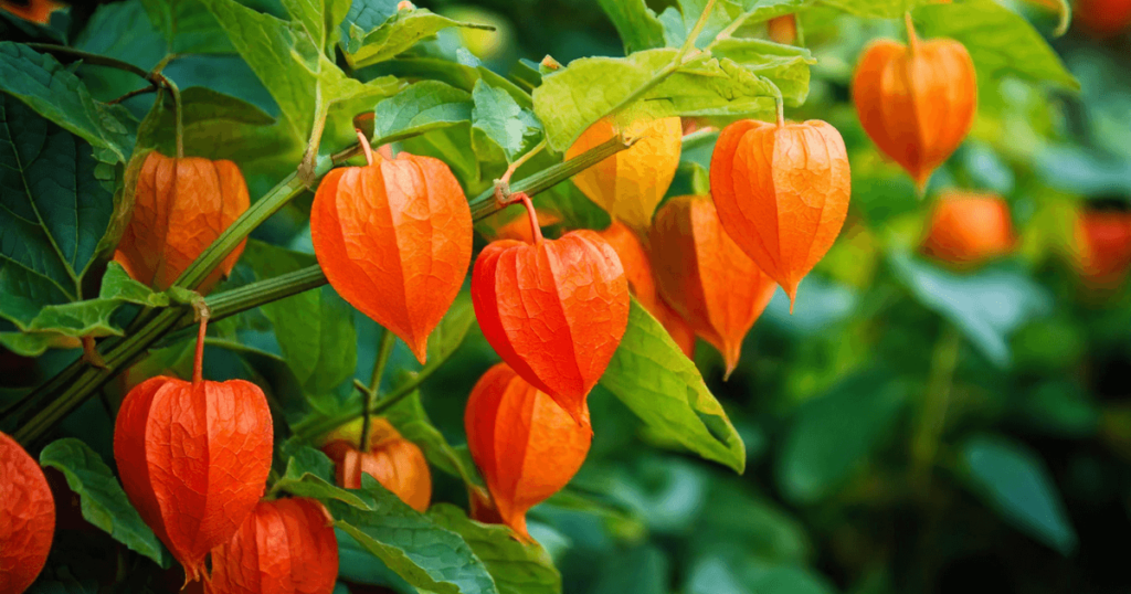 Bright orange Chinese Lantern Plant with papery husks and round fruit, showcasing its unique lantern-like shape.