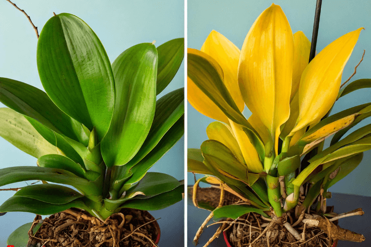 Comparison of healthy orchid leaves vs. yellowing orchid leaves