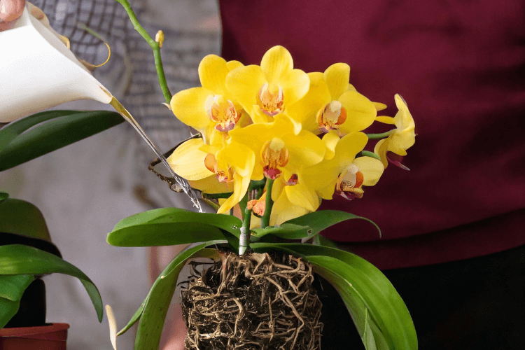 Step-by-step guide showing how to care for an orchid with yellowing leaves: adjust water, provide sunlight, and repot properly.