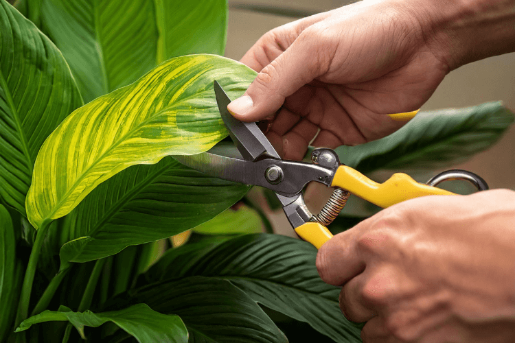 Close-up of hands using yellow-handled pruning shears to cut a yellowing variegated leaf on a green plant, promoting healthy growth.