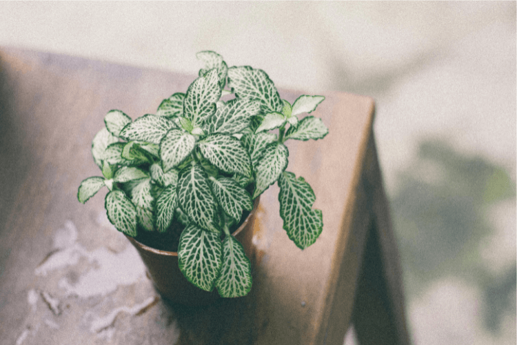 Small potted Fittonia plant with green leaves and white veining on a wooden surface, softly lit in a natural setting.