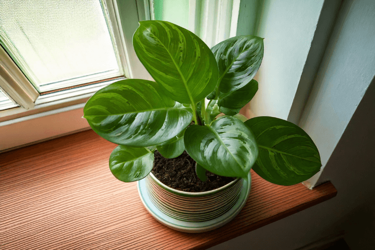 Baby Rubber Plant (Peperomia) in a modern ceramic pot with glossy green leaves, placed on a wooden surface in a minimalist indoor setting.