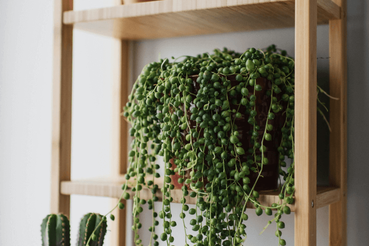 String of Pearls plant with cascading green bead-like foliage in a pot on a wooden shelf, adding texture and greenery to the space.