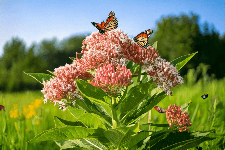 Close-up of a Milkweed (Asclepias) plant in full bloom, with vibrant pink and orange flowers, green leaves, and Monarch butterflies.