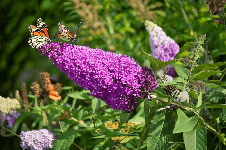 Buddleia (Butterfly Bush Plant) in full bloom with purple flower clusters and butterflies in a lush green garden under sunlight.