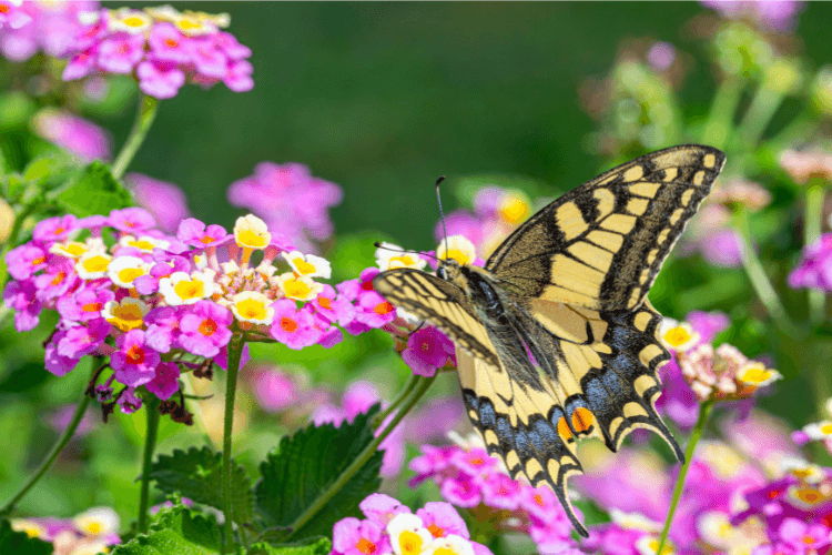 Swallowtail butterfly perched on vibrant pink and yellow lantana flowers, surrounded by lush green leaves in a sunny garden.