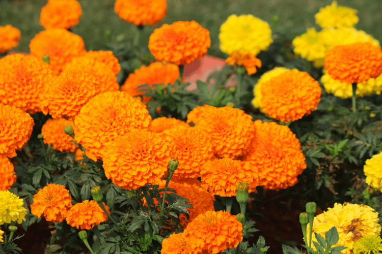 Vibrant marigold flowers in shades of orange and yellow, creating a colorful display in a lush garden setting.