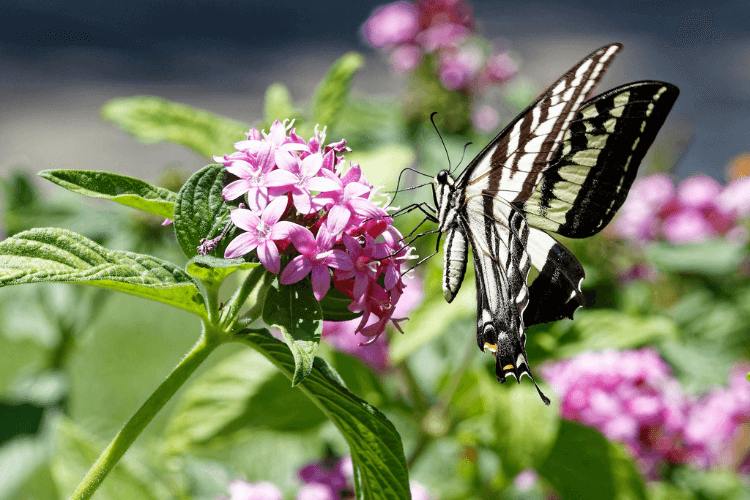 A butterfly feeding on vibrant pink pentas flowers, surrounded by lush green leaves in a sunny garden setting.