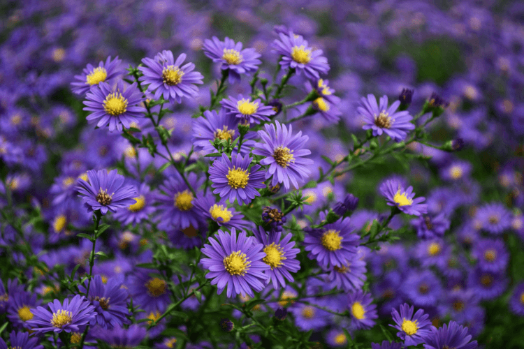 A vibrant display of purple aster flowers with yellow centers, creating a stunning floral backdrop in a lush garden.