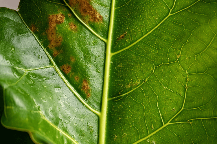 Close-up of a Fiddle Leaf Fig leaf with brown spots, showing leaf veins and textures under natural indoor lighting.