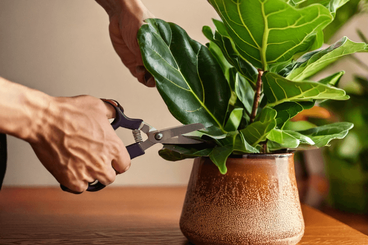 Hands pruning a brown-spotted leaf from a Fiddle Leaf Fig with scissors in a cozy indoor setting.