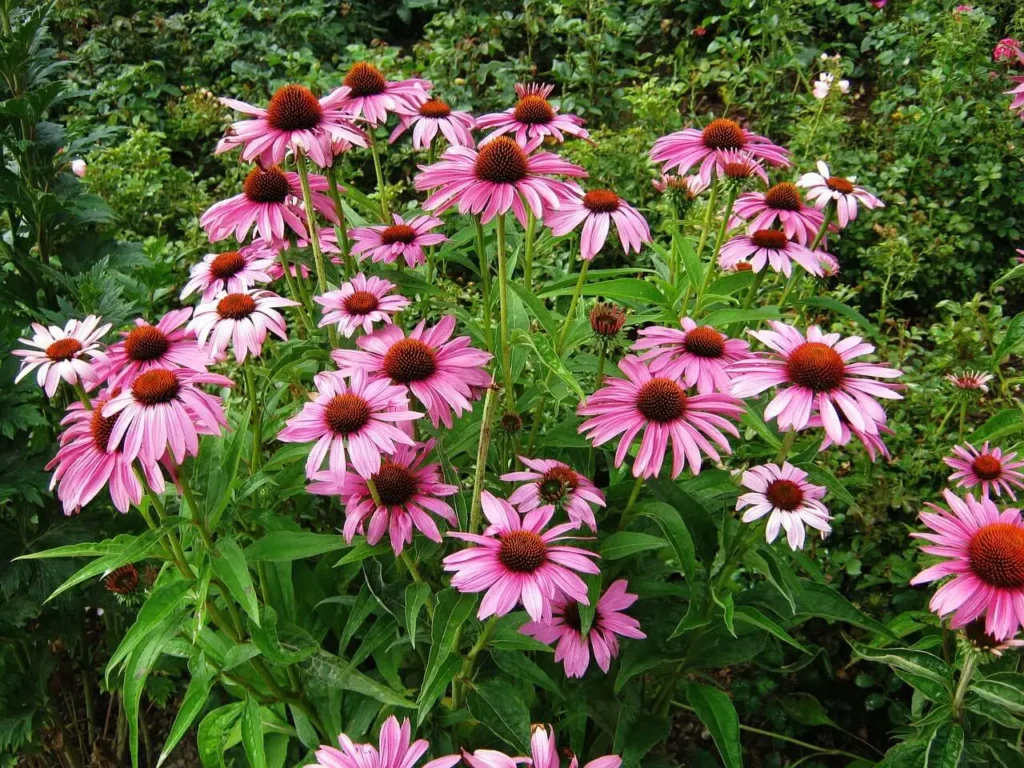 Vibrant coneflower (Echinacea) blooms with pink petals and dark centers in a lush garden.