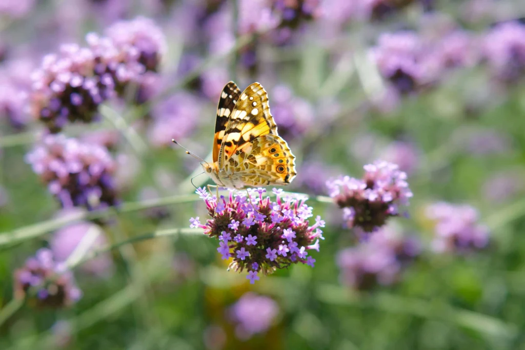 A colorful butterfly perched on vibrant verbena flowers, surrounded by a soft blur of blooming plants in a lush garden.