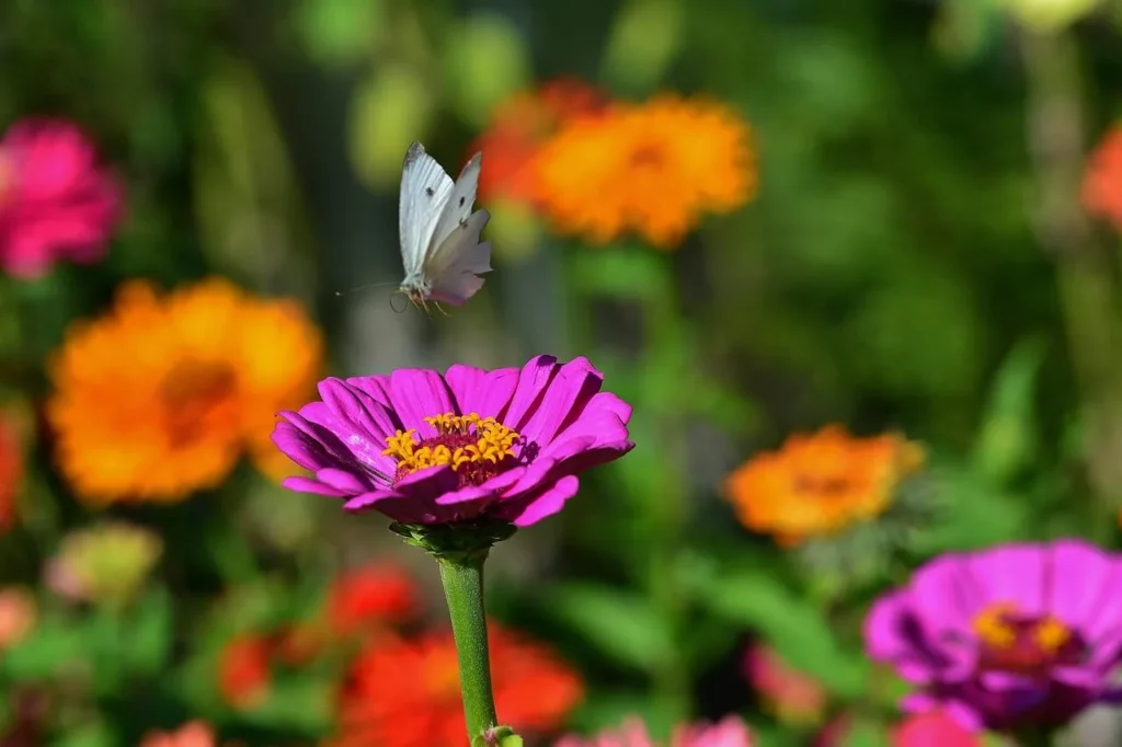 A white butterfly hovers over a bright purple zinnia flower in a vibrant garden filled with colorful orange, red, and green foliage.