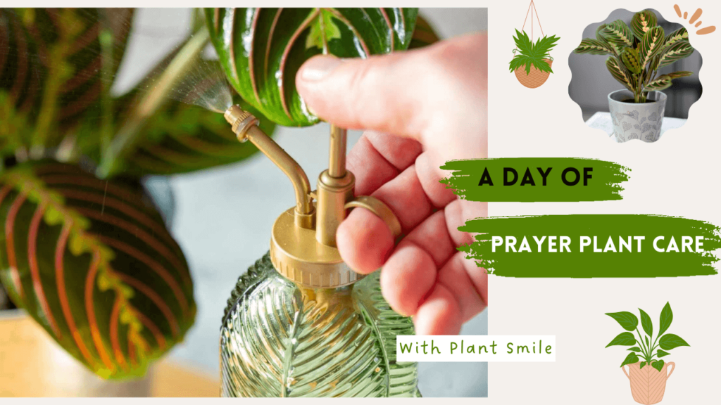 Hand misting a vibrant prayer plant with red and green leaves, emphasizing daily care tips for healthy indoor growth.