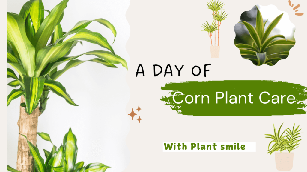 Aesthetic graphic featuring corn plants with vibrant green leaves, showcasing the theme "A Day of Corn Plant Care" for plant enthusiasts.