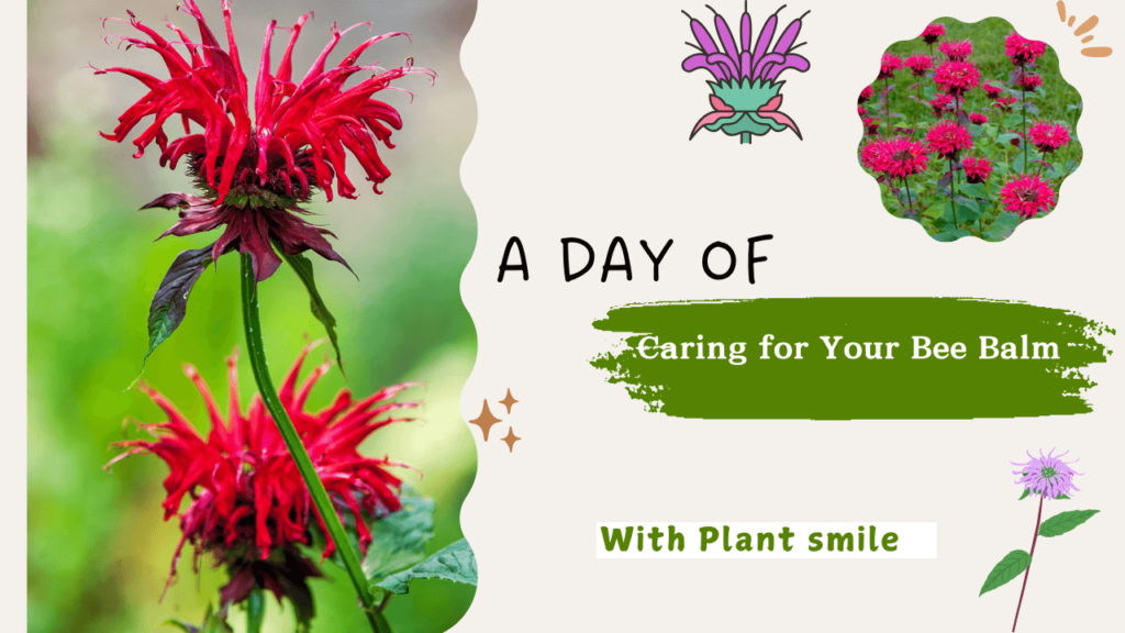 Close-up of vibrant red Scarlet Bee Balm flowers with green leaves, surrounded by illustrations of Bee Balm and plant care.