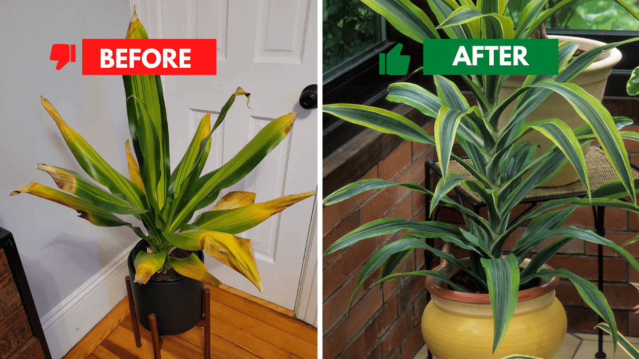 Before and after comparison of a corn plant showing how to save a dying corn plant with proper care techniques.