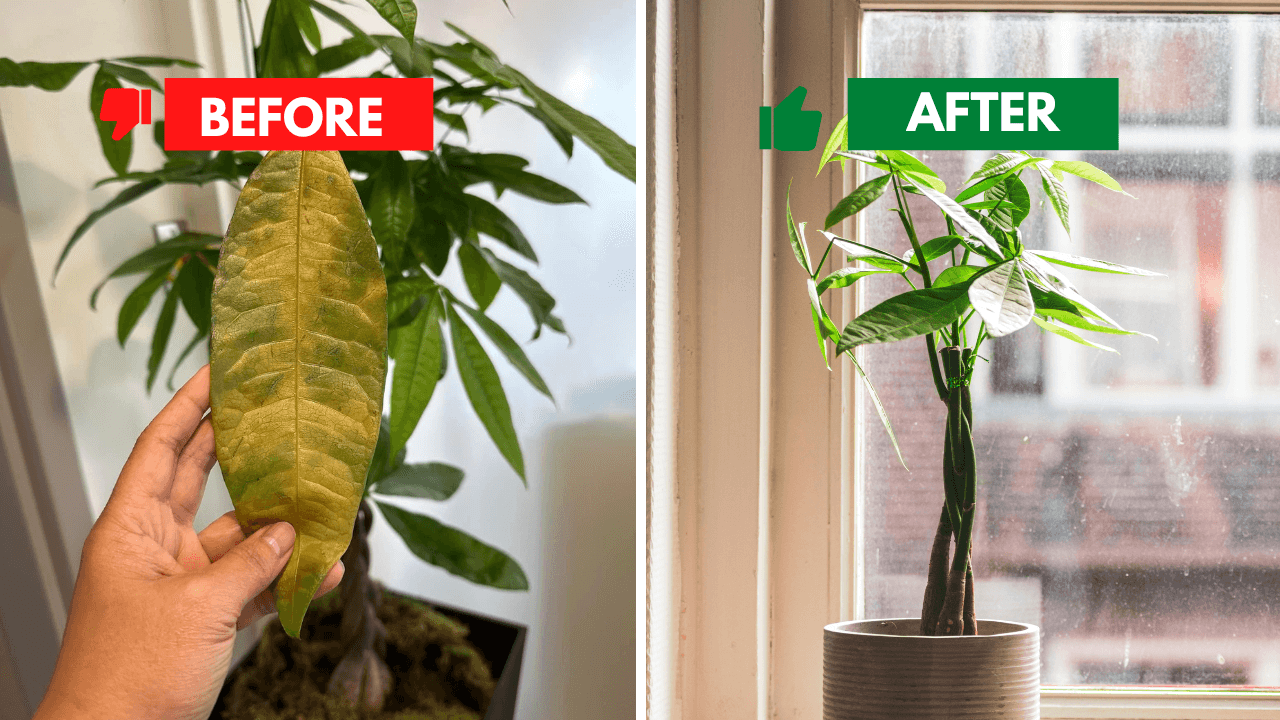 Money Tree Plant Leaves Turning Brown: Before and After