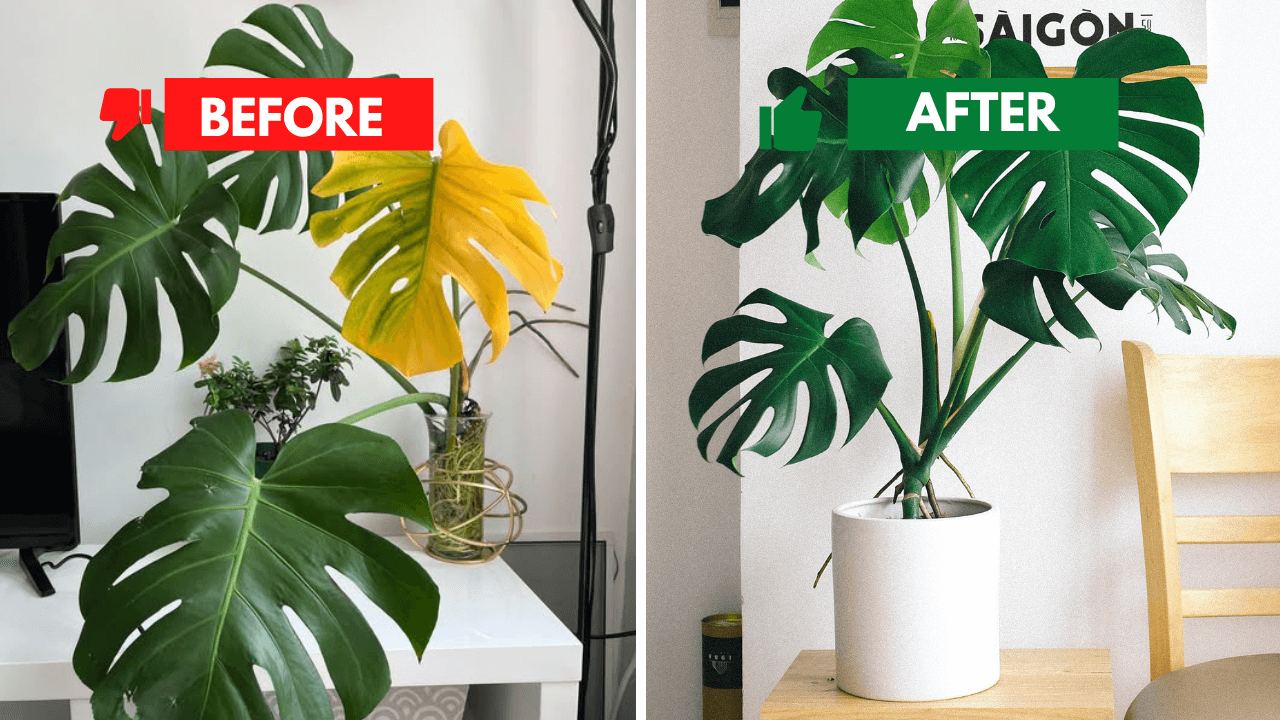 Comparison of Monstera leaves turning yellow versus healthy green leaves, highlighting care tips for vibrant plant health.