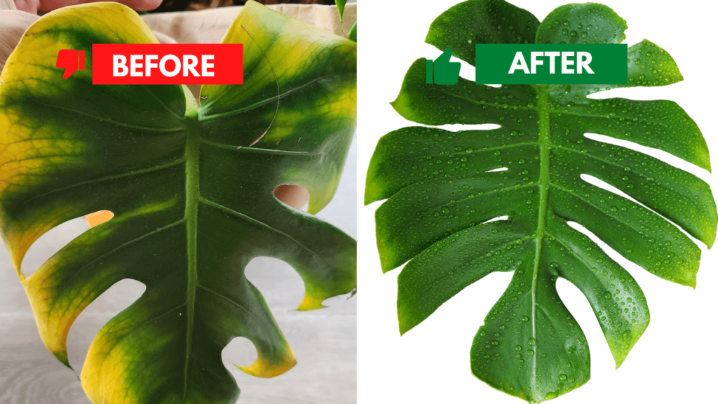 Side-by-side comparison of a Monstera leaf turning yellow and a healthy green Monstera leaf with water droplets, showcasing proper plant care results.