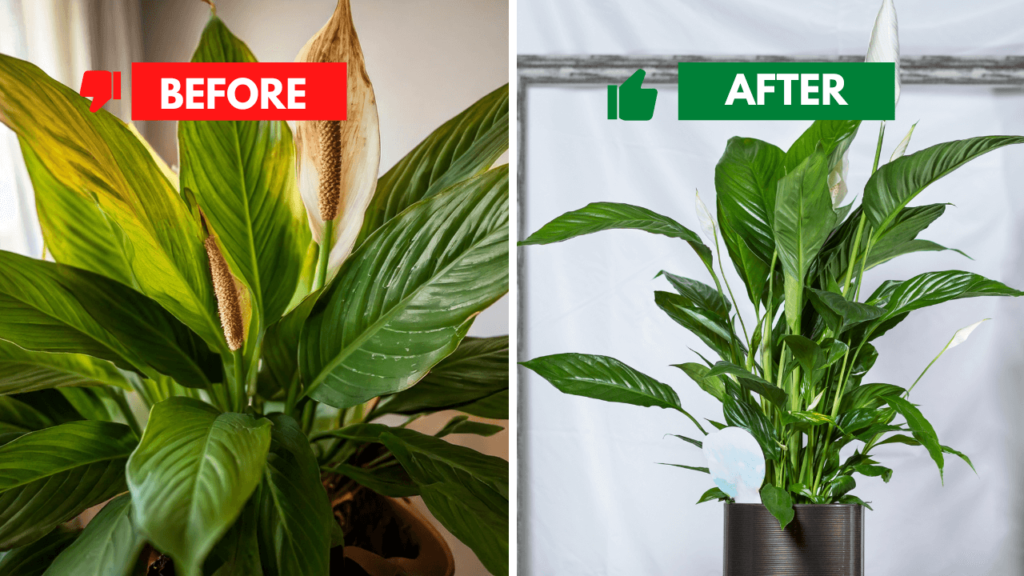 Side-by-side comparison of a peace lily with brown tips before care and a healthy, thriving peace lily after proper care.