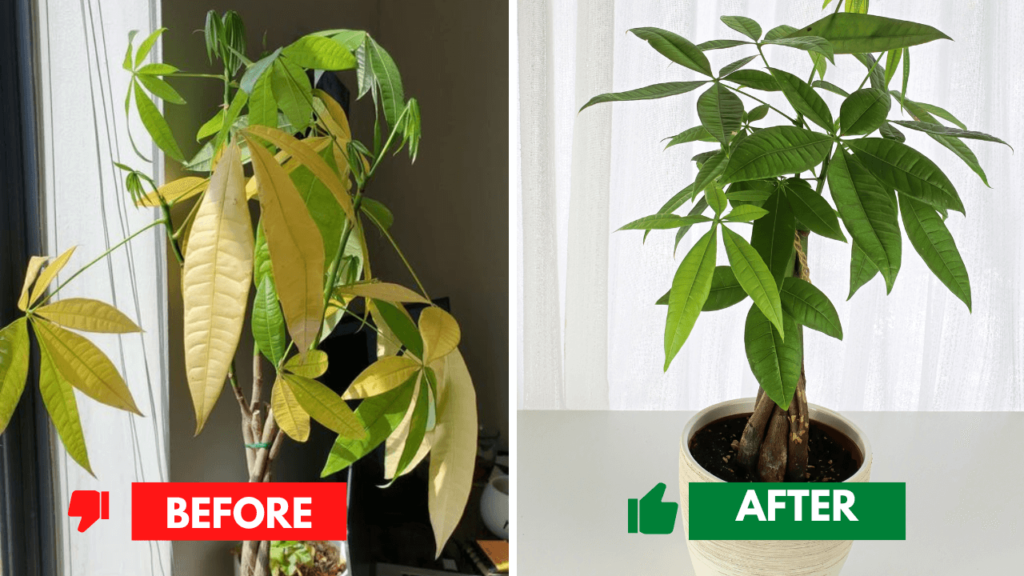 Money tree plant recovery: Before with yellowing leaves and after with healthy green foliage after proper care.